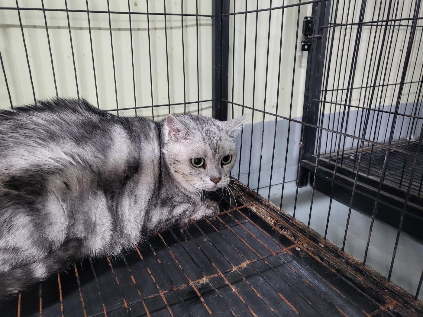 (사)하얀비둘기_426334202500827